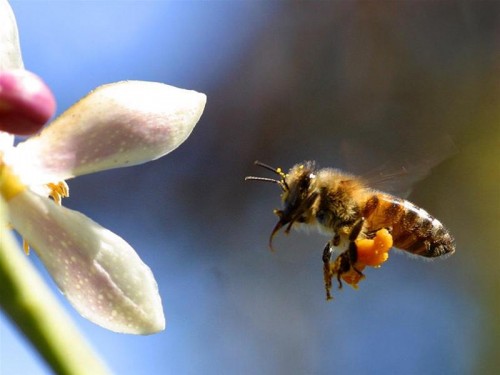 Cách chữa đau khớp bằng nọc ong hiệu quả Triệt Để nhất