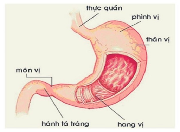 Cách chữa viêm loét hành tá tràng cho hiệu quả tốt