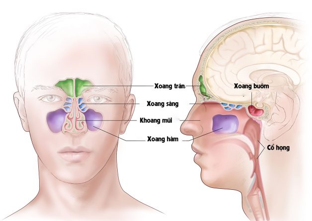 Cách chữa viêm xoang trán theo đúng nguyên nhân bệnh