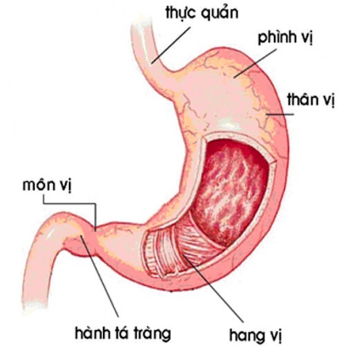 Cách điều trị viêm dạ dày có HP