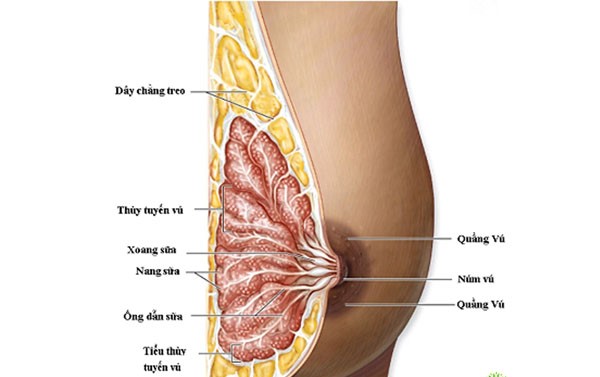 Cách khắc phục tắc tia sữa nặng mà mẹ nên biết