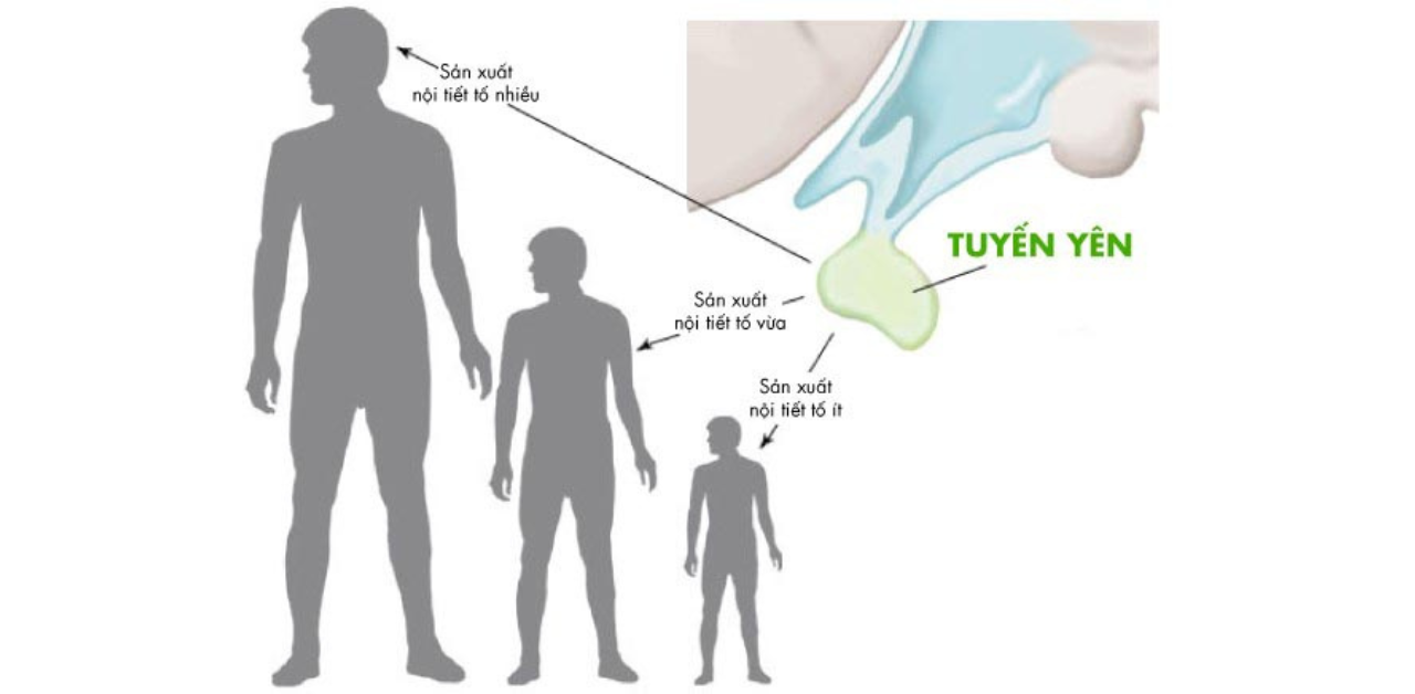 Cách kích thích tuyến yên để tăng trưởng chiều cao