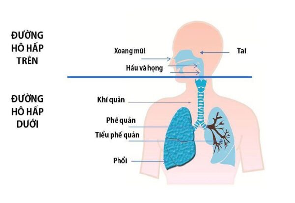 Cách phân biệt bệnh đường hô hấp trên và dưới