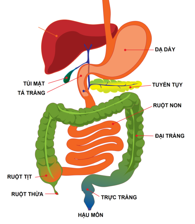 Cách phân biệt viêm đại tràng và dạ dày