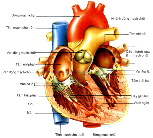 Cách phòng tránh bệnh tim ở trẻ sơ sinh mẹ cần biết