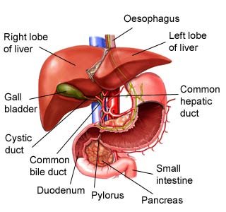 Cách phòng và chữa bệnh gan nhiễm mỡ