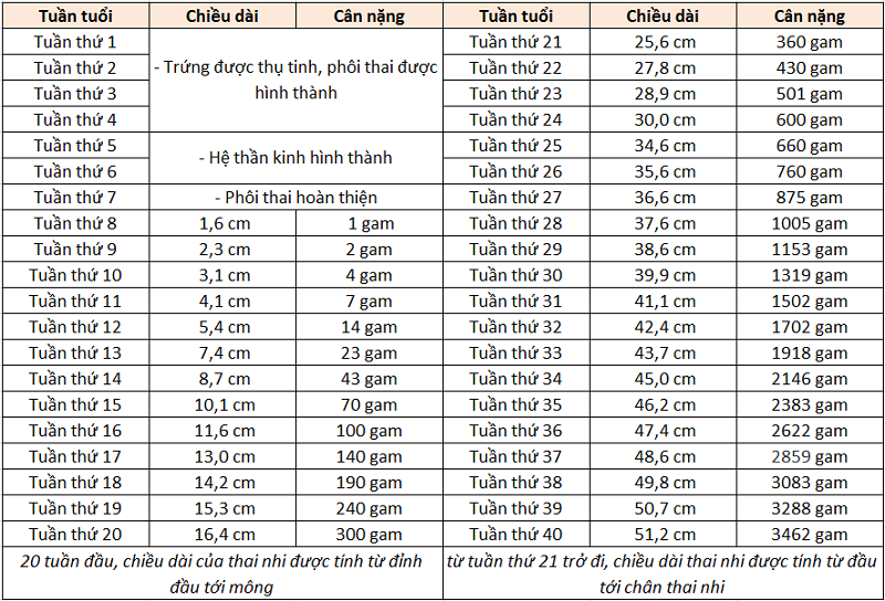 Cân nặng thai nhi theo từng tuần tuổi chuẩn WHO 2020