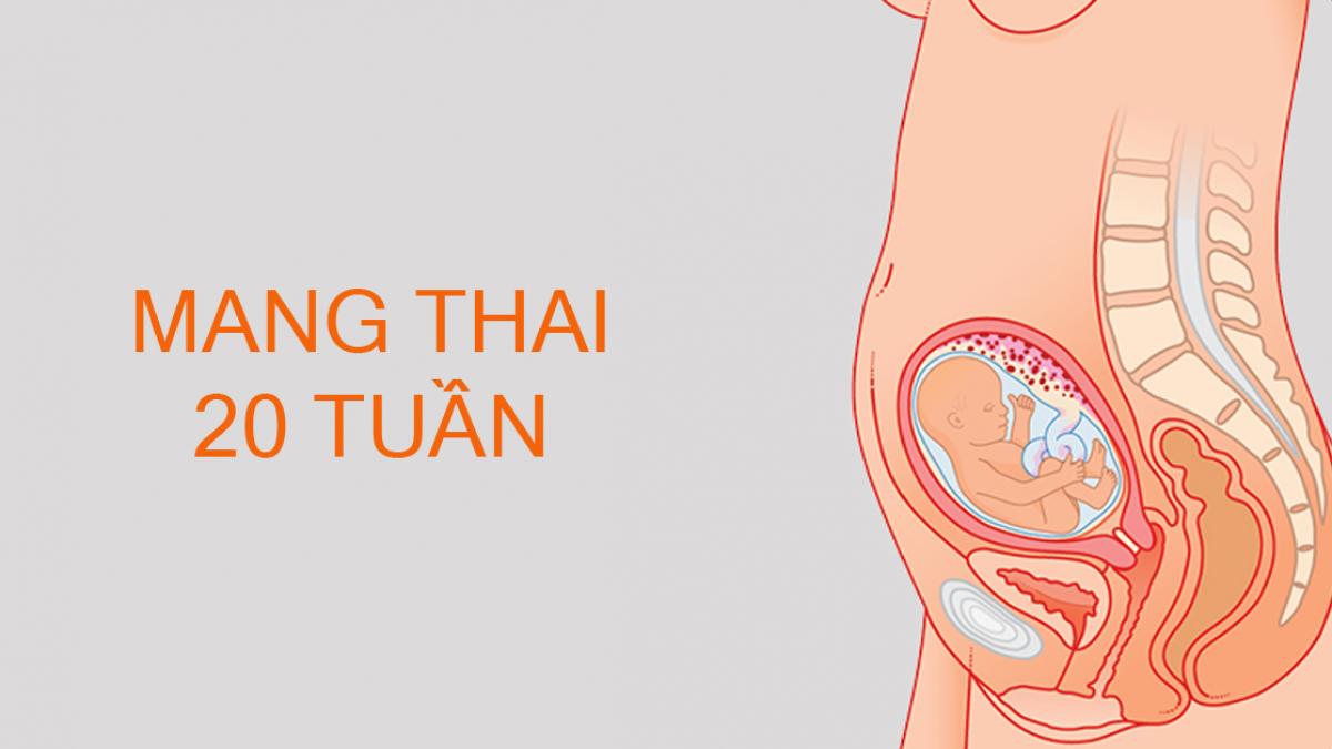 Cân nặng trung bình của thai nhi 20 tuần tuổi