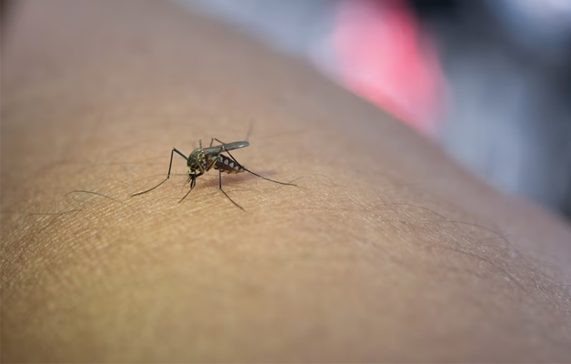 Cảnh báo dấu hiệu sốt xuất huyết Dengue nặng