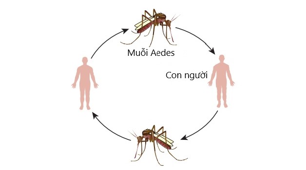 Cảnh giác mức độ nguy hiểm, biến chứng sốt xuất huyết