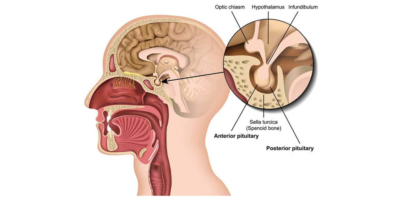 Cấu tạo giải phẫu tuyến yên