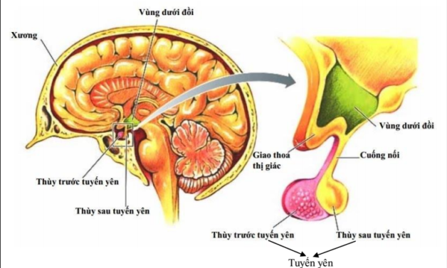 Cấu tạo giải phẫu tuyến yên