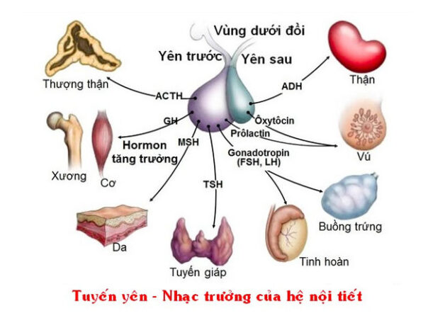 Cấu tạo giải phẫu tuyến yên