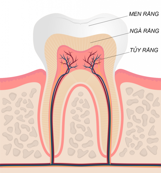 Chăm sóc răng sau khi lấy tủy thế nào?