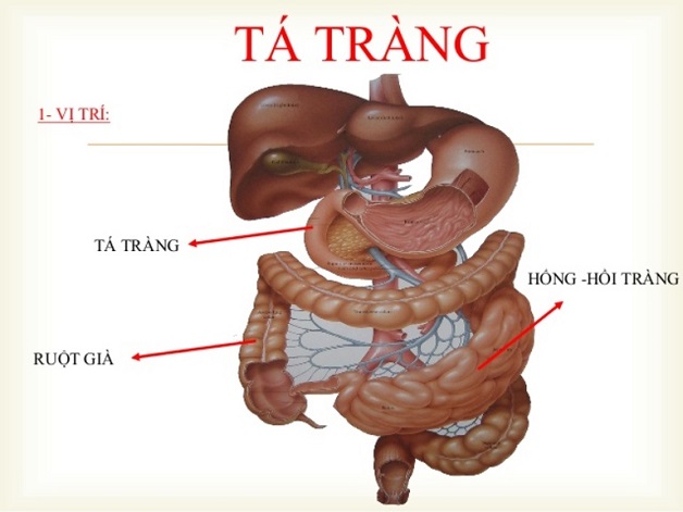 Chế độ dinh dưỡng khi bị viêm loét hành tá tràng