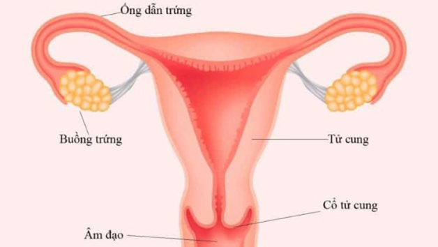 Chi phí nối ống dẫn trứng hết bao nhiêu tiền?