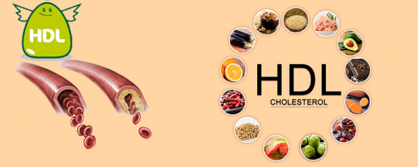 HDL là gì - HDL-Cholesterol được coi là cholesterol "tốt" trong cơ thể