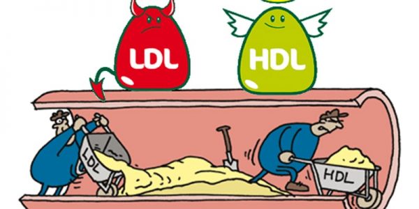 HDL là gì - Chỉ số HDL cholesterol thấp sẽ khiến LDL cholesterol "xấu" tăng cao và gây nhiều tác hại cho cơ thể