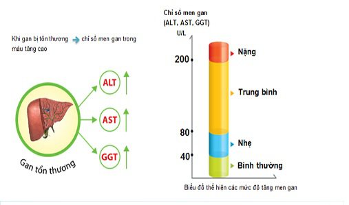 Chỉ số xét nghiệm SGOT là gì? Khi nào cần xét nghiệm SGOT ?