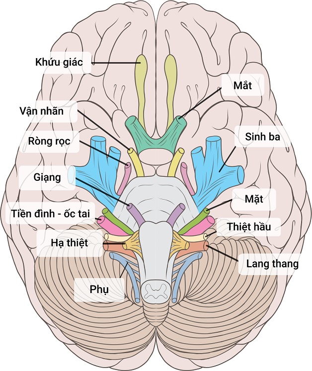 Chóng mặt, ù tai coi chừng bệnh viêm dây thần kinh số 8