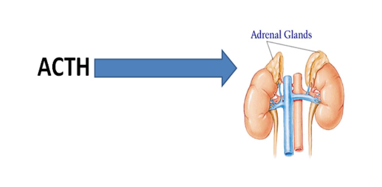 Chức năng của ACTH tuyến yên