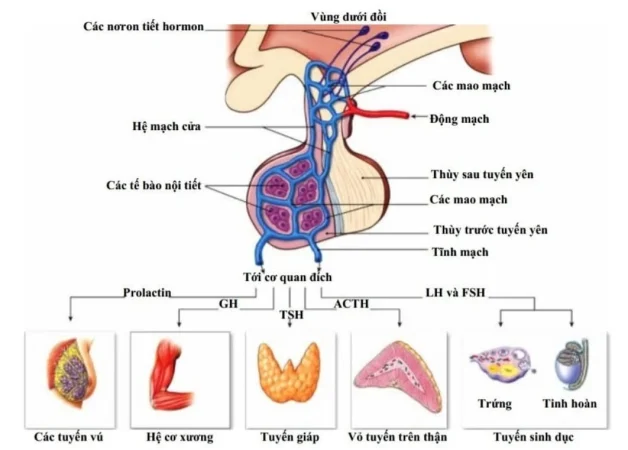 Chức năng của ACTH tuyến yên