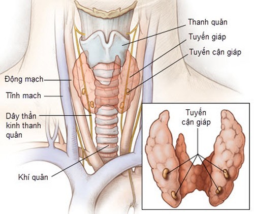 Chức năng tuyến giáp là gì? Ý nghĩa xét nghiệm chức năng