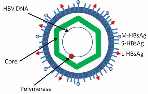 Cơ hội sống của bạn – đừng nhường cho virus viêm gan