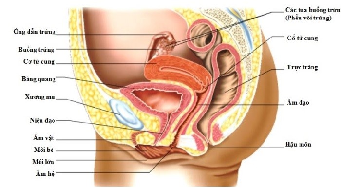 Cơ quan sinh dục của nữ giới gồm những gì?