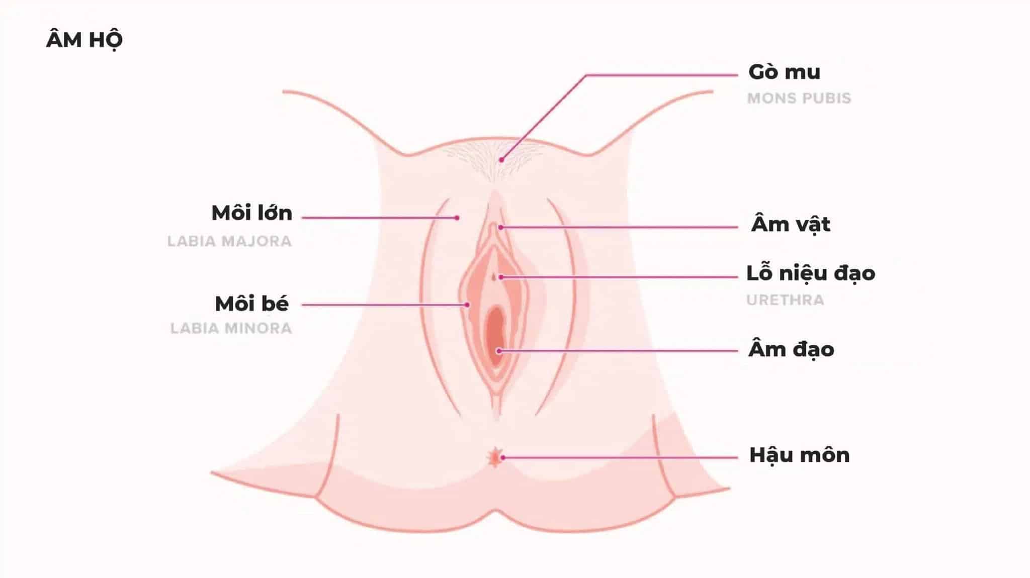 Cơ quan sinh dục của nữ giới gồm những gì?