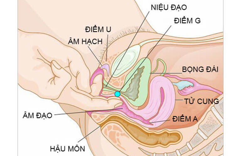 Cơ quan sinh dục của nữ giới gồm những gì?