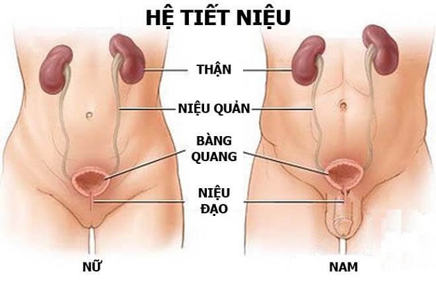 Có thai bị viêm tiết niệu sẽ nguy hiểm như thế nào? 