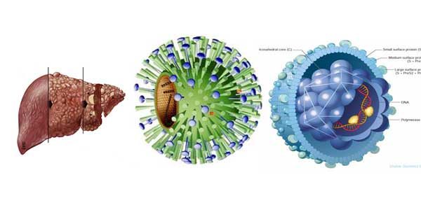 Con đường lây nhiễm 5 loại virus viêm gan và địa chỉ