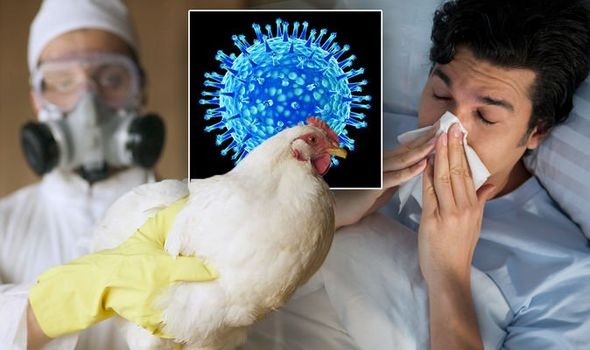 Cúm A H5N1 là gì và cách ngừa bệnh