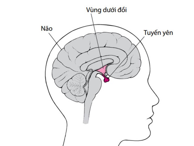 Cùng tìm hiểu về dấu hiệu u tuyến yên