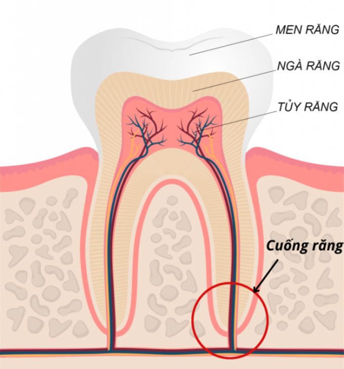 Cuống răng nằm ở đâu? Tại sao bị viêm cuống răng?