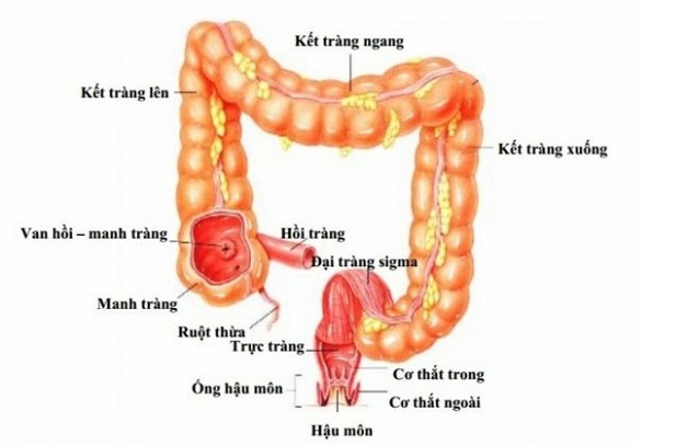 Đại tràng là gì? Cấu tạo và chức năng đại tràng