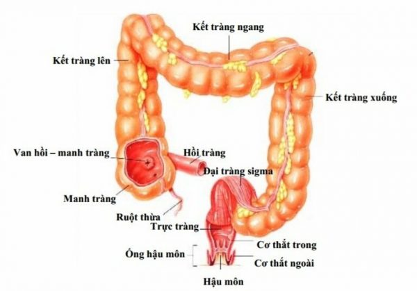 Đại tràng là gì? Vì sao phải nội soi đại tràng?