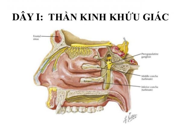 Đáng ngại tình trạng tổn thương dây thần kinh sọ não