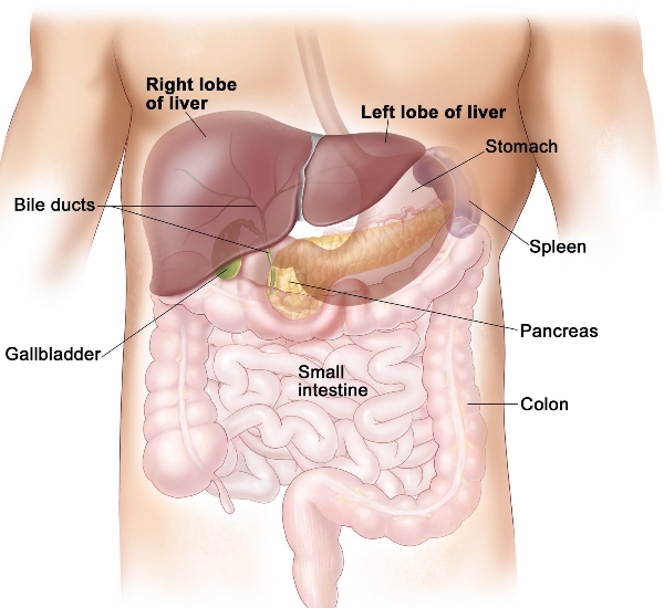 Đau bụng trên bên trái dưới sườn: đâu là “thủ phạm”?