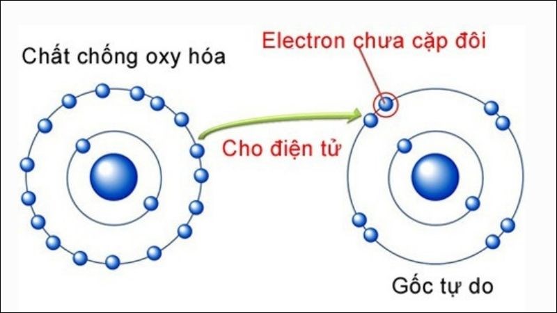 Dầu gấc và những lợi ích sức khỏe không thể bỏ lỡ