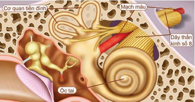 Dấu hiệu nào cho thấy bạn mắc bệnh rối loạn tiền đình?