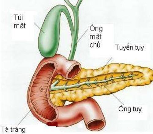 Dấu hiệu nhận biết viêm tụy sớm