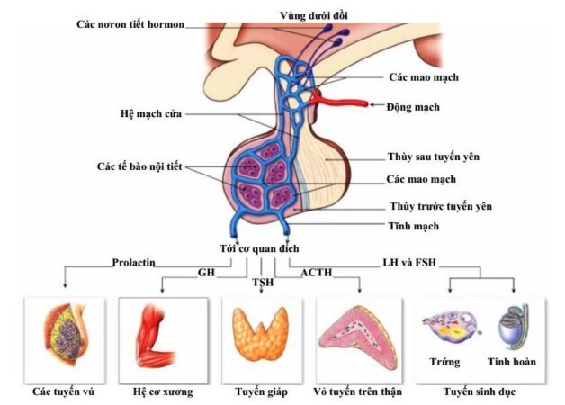 Dấu hiệu suy tuyến yên và cách điều trị