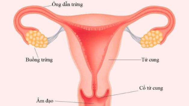 Dấu hiệu tắc ống dẫn trứng, nguyên nhân và cách xử lý