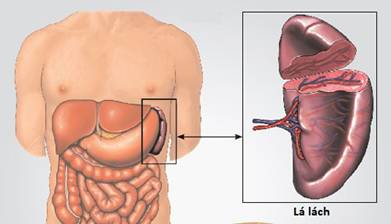 Đau sườn trái dưới tim là biểu hiện bệnh gì?