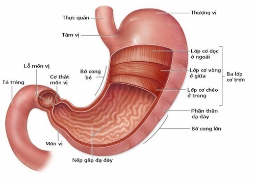 Đau vùng thượng vị dai dẳng cẩn thận dấu hiệu ung thư dạ dày