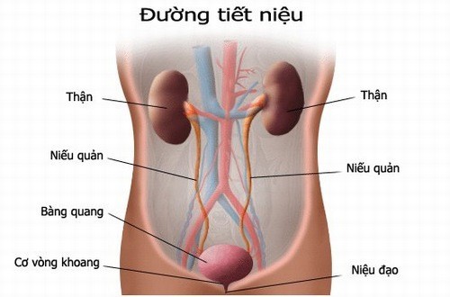 Đi tiểu ra máu không đau là bệnh gì?