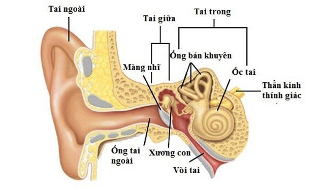 Đi tìm câu trả lời: Rối loạn tiền đình uống thuốc gì? 