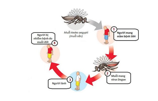 Dịch bệnh sốt xuất huyết và cách phòng tránh hiệu quả